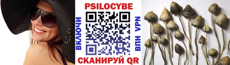 Купить где  Томилино  Галлюциногенные грибы Cubensis 